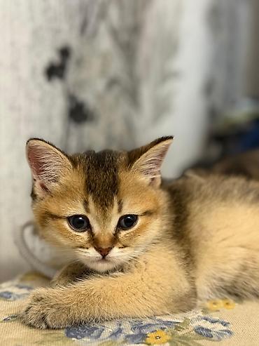 Pişiklər: Şinşilla, Erkək — 7