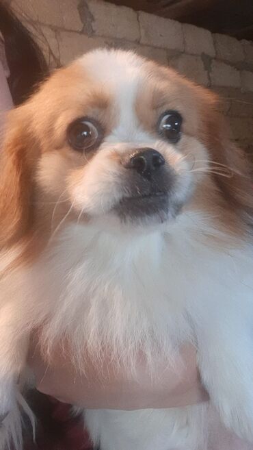 itlerin satisi 2017: Pekines, 1 il, Erkek
