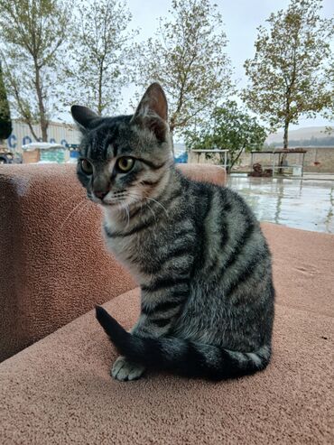 pişik cutleşdirme: Табби, Самец, В добрые руки