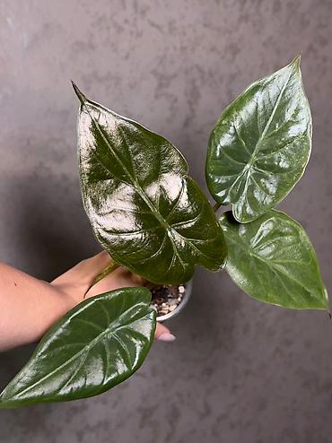 Другие комнатные растения: Добрый день! В продаже комнатные растения: Сингониумы - конфетти — 13