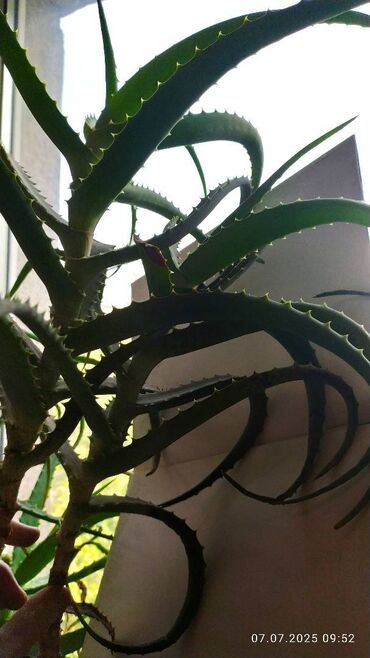 3 лет: Продаю 2 алоэ 10 лет (на лекарство)
