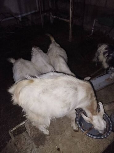 Çəngəllər: Erkək, Zanen, il: 1, 30 kq, Damazlıq