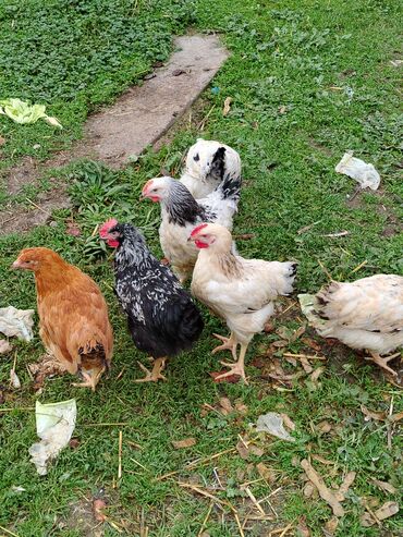 Quş: Şəkildə gördüyviz colpalar ın təmizləmiş və diri halda satıram kəsilib — 6