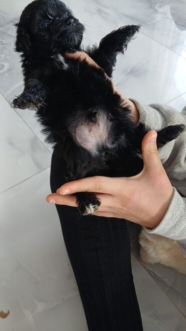 İtlər: Malta bolonka, 2 ay, Ünvandan götürmə, Pulsuz çatdırılma, Ödənişli çatdırılma — 2