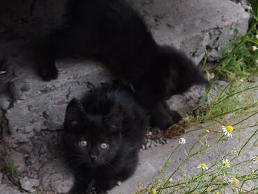 кот бенгальский: Котята два месяца, ДАРОМ! Отдадим в хорошие руки. Два чёрных котёнка