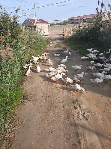 qara xoruz: Məhsul: Ev quşları – ördəklər (qarışıq sürü) Təsvir: - Fotoşəkillərdə — 4