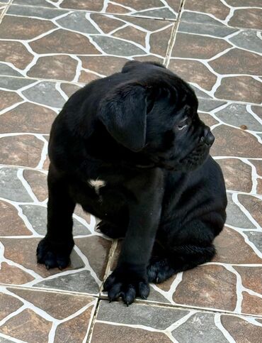 İtlər: Kane-Korso — 16