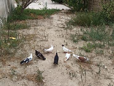göyərçin satışı: Tərgidilmə quşlar satilir Təcili Vaxtim yoxdu baxmaga deye satiram — 1