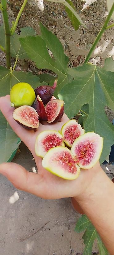 Другие фрукты: ИНЖИР ✅🌱 В весенний период!!!🌱 Откроем сезон продаж саженцев инжира — 4