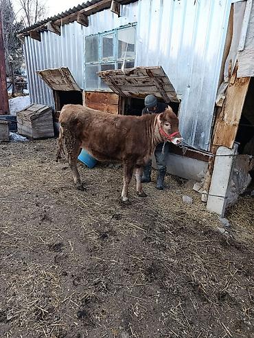 Коровы, быки: Продаю | Бык (самец) | Ангус | На откорм | Привязанные — 10