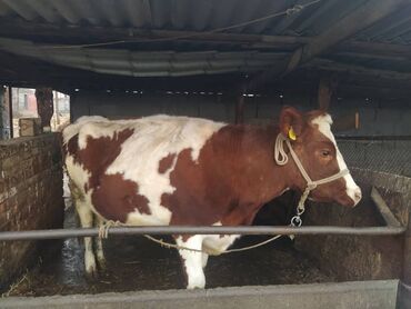 животное ласка: Продаю корову породистую красно-пеструю цена 160000сомов!