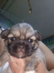 ingilis setteri it cinsinin digər adı: Pekines erkey lalafo.az -da ingilis setteri it cinsinin digər adı: Pekines erkey