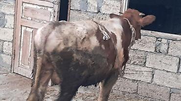 südlük inək cinsləri: 8 aylıq smental erkək dana satılır — 5