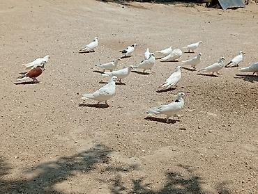 hind quşu: 22 ədəd qusdu 1 nəsildi hami cutdu real aliciya endirim olacaq — 2