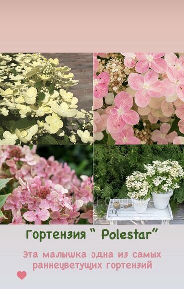 Садовые цветы и кустарники: Продаю шикарные кусты гортензии! Хороший выбор сортов: -метельчатая — 7