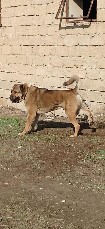 İtlər: Qurdbasar, 1 il, Erkek, Peyvəndli -da lalafo.az — 2 İtlər: Qurdbasar, 1 il, Erkek, Peyvəndli — 2