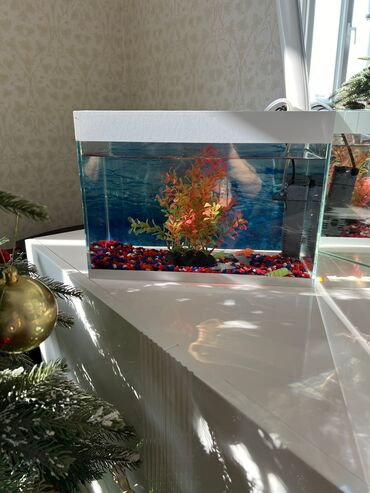 balıq haqqında teqdimat: Akvarium en 36 hundurluk 26 icerisinde filter, dekor, rengli dawlar