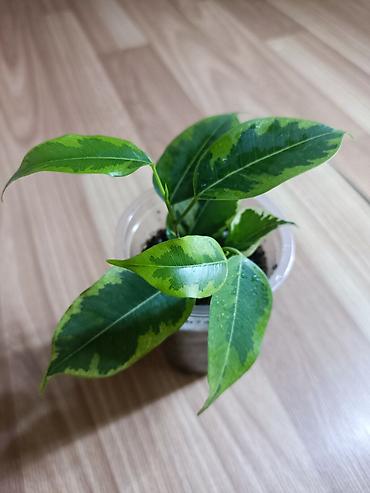 Фикусы: Фикусы Бенджамина разных сортов. Укоренённые черенки в стаканчиках с — 3