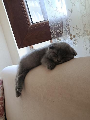 pisik cutlesdirme: Şotland yastı qulaq — 7