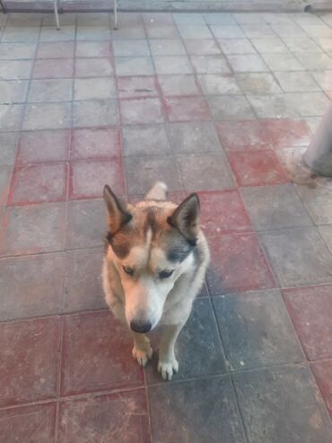 satliq itler: Хаски