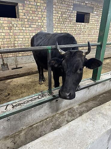 Продаю | Корова (самка) | Для молока | Привязанные at lalafo.kg Продаю | Корова (самка) | Для молока | Привязанные