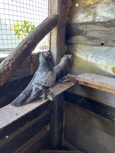 ара попугай цена: Голуби Челкари пара готовая. Размер 36 см самка Кара Маля самец