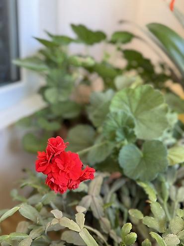 cicek: Qırmızı çiçəkli otaq bitkisi – pelargonium (geranium) - Parlaq — 1