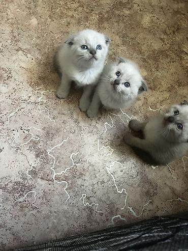 Кошки: Шотландские котята с висячими ушками (Scottish Fold). Окрас — 3