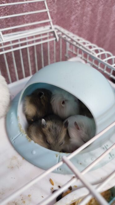 hamster haqqinda: Gəmiricilər