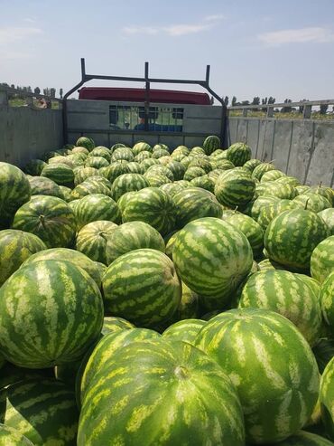 возможна: Дарбыздар Дүңүнөн