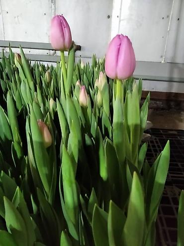 Цветы и букеты: Тюльпаны от производителя - Выгонка тюльпанов в собственных теплицах at lalafo.kg — 10 Цветы и букеты: Тюльпаны от производителя - Выгонка тюльпанов в собственных теплицах — 10