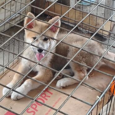 Akvarium aksessuar və ləvazimatları: Akita-inu, 3 ay, Dişi, Peyvəndli, Ünvandan götürmə