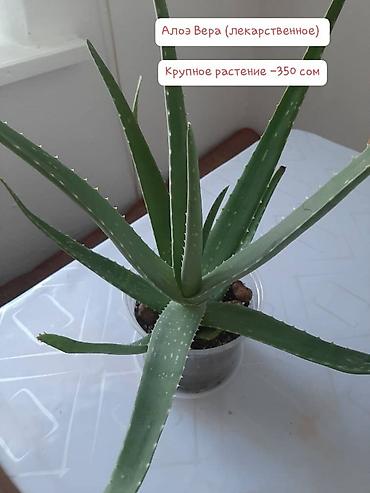 кок алма: Комнатные растения в горшках: - Сансевиерия полосатая, высокорослая — — 6