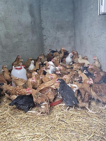 toyuqlar satılır: Toyuq, Yumurtalıq, Pulsuz çatdırılma — 1