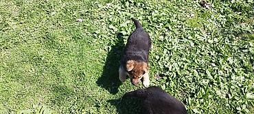 Продажа собак: Щенки немецкой овчарки - Помёт от породистых родителей, классический — 13