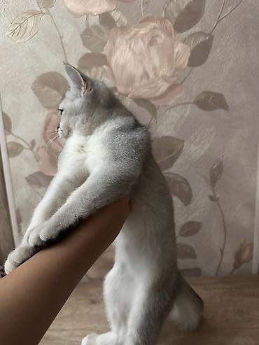 британский короткошерстный кот: Британский шиншилла (серебристая затушеванная) — котёнок с — 2