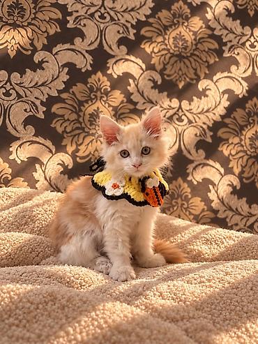Мышыктар сатылат: 🐱 Продаётся котёнок мейн-кун, 3 месяца Ищем любящих и ответственных — 2
