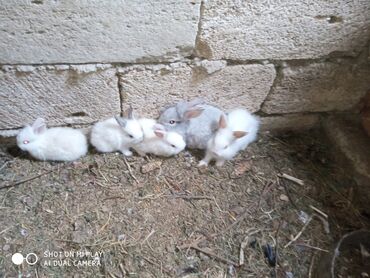 Dovşanlar: Kərlik ucuz qiymətə dovşanlar satılır krolik karliklar tüklü şir baş — 2