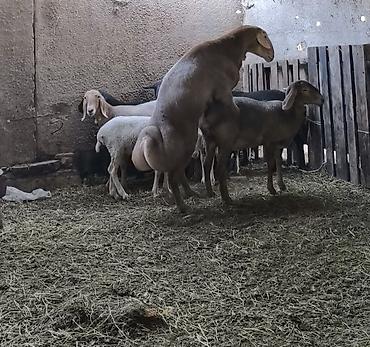 Продам с/х животных: Продаю | Баран (самец) | Арашан | Для разведения | Племенные, Осеменитель — 10