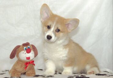 İtlər: Korgi, 2 ay, Erkek, Sənədli, Pulsuz çatdırılma — 9