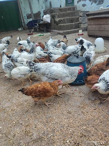 yemler: Toyuq, Adler, Damazlıq, Ünvandan götürmə — 3
