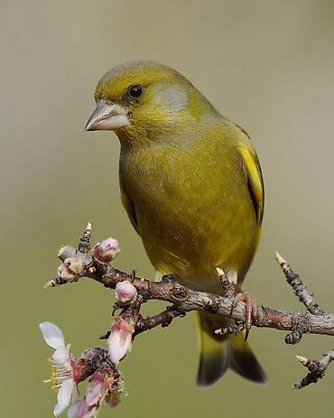 kanada: Məhsul: Yaşıl qırğılı (European Greenfinch, Chloris chloris) – ev — 4