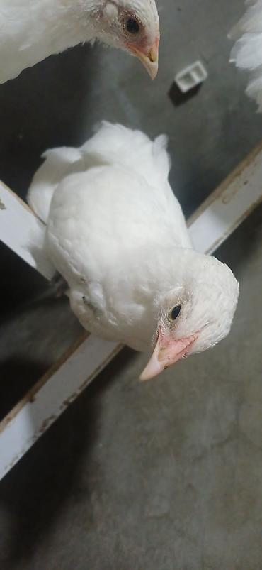 kend yumurta qiymeti: 5 ədəd ağ Australorp her şeyi verilibdir bidene peyvənd verilməyib — 2