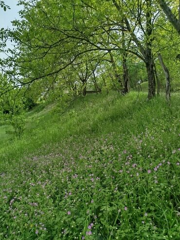 Torpaq sahələrinin satışı: 24 sot, Biznes üçün, Mülkiyyətçi, Kupça (Çıxarış) — 14