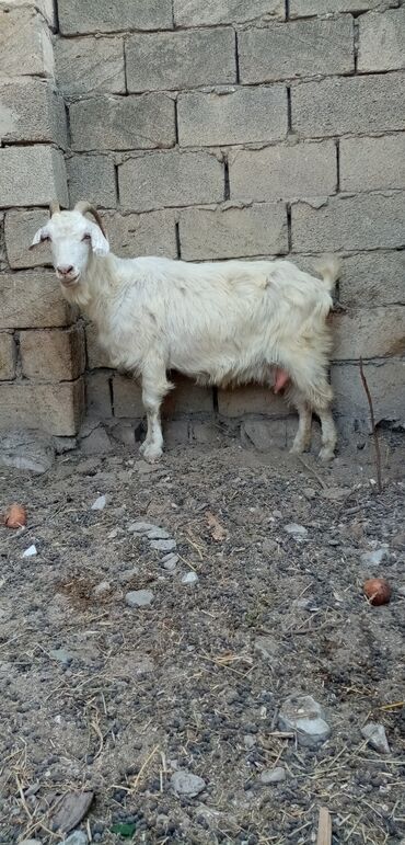 Inəklər, öküzlər: Dişi, Zanen, il: 4, Damazlıq, Südlük, Ünvandan götürmə