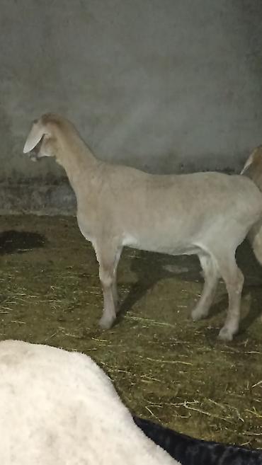 Баран, овца: Продаю | Баран (самец) | Полукровка | Для разведения — 9