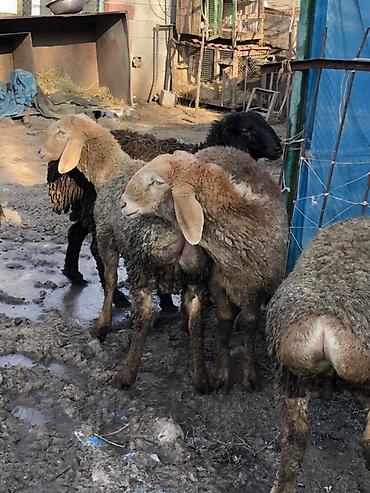 Баран, овца: Продаю | Баран (самец) | Для разведения | Племенные, Ярка — 4