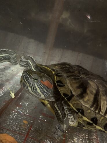 ат баши: Продается красноухая черепаха 🐢 с террариумом и аквариумом корм на