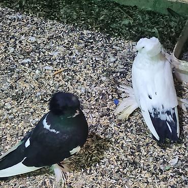 Göyərçinlər: Zövqlü dekorativ göyərçinlər dəsti - Nadir görünüşlü dekorativ — 1