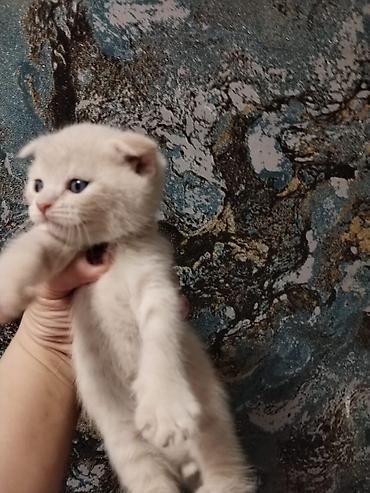 Pişiklər: Britan, Erkək, Dişi, Yaxşı əllərə, Ünvandan götürmə, Pulsuz çatdırılma, Ödənişli çatdırılma — 4